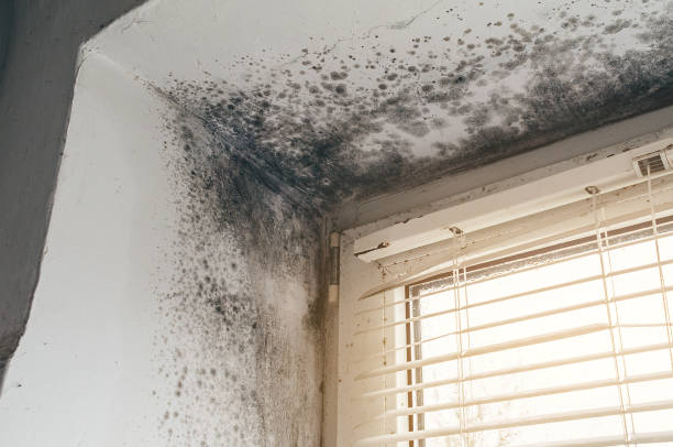 Affordable Mold Remediation solutions in Union City, MI