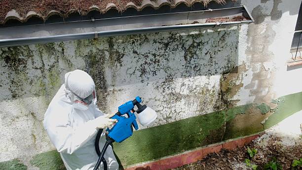 Top rated local Mold Remediation specialists in Union City, MI